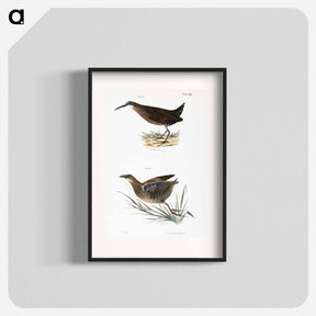 アートポスター-Mud-hen (Rallus virginianus) Sora Rail (Ortygometra Carolina) - ニューヨークの動物学 Poster.