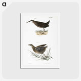 2-70_Zoology-of-New-York_hagaki