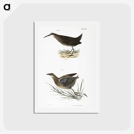 2-70_Zoology-of-New-York_hagaki
