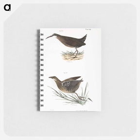 アートメモ帳-Mud-hen (Rallus virginianus) Sora Rail (Ortygometra Carolina) - ニューヨークの動物学 Memo.