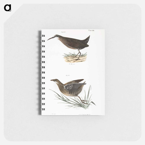 Mud-hen (Rallus virginianus) Sora Rail (Ortygometra Carolina) - ニューヨークの動物学 Memo.