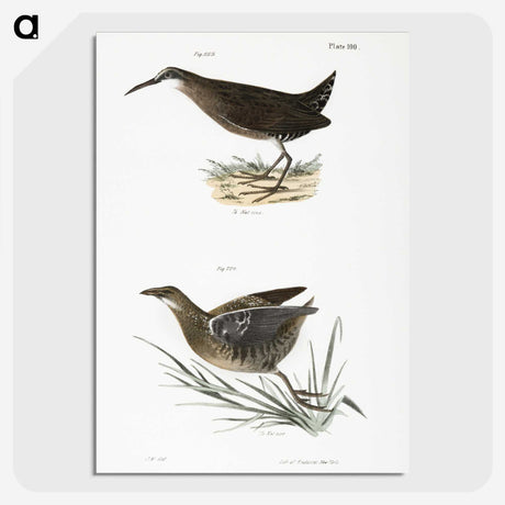 2-70_Zoology-of-New-York_picture-crop