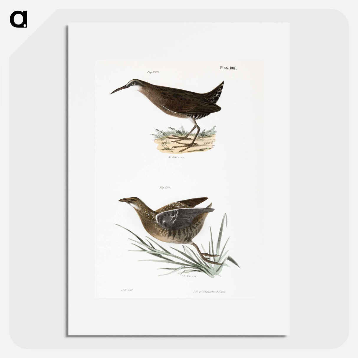 Mud-hen (Rallus virginianus) Sora Rail (Ortygometra Carolina) - ニューヨークの動物学 Poster.