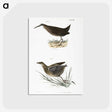 2-70_Zoology-of-New-York_postcard