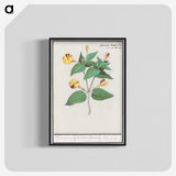 2-71_Anselmus-Boetius-de-Boodt_blk-crop