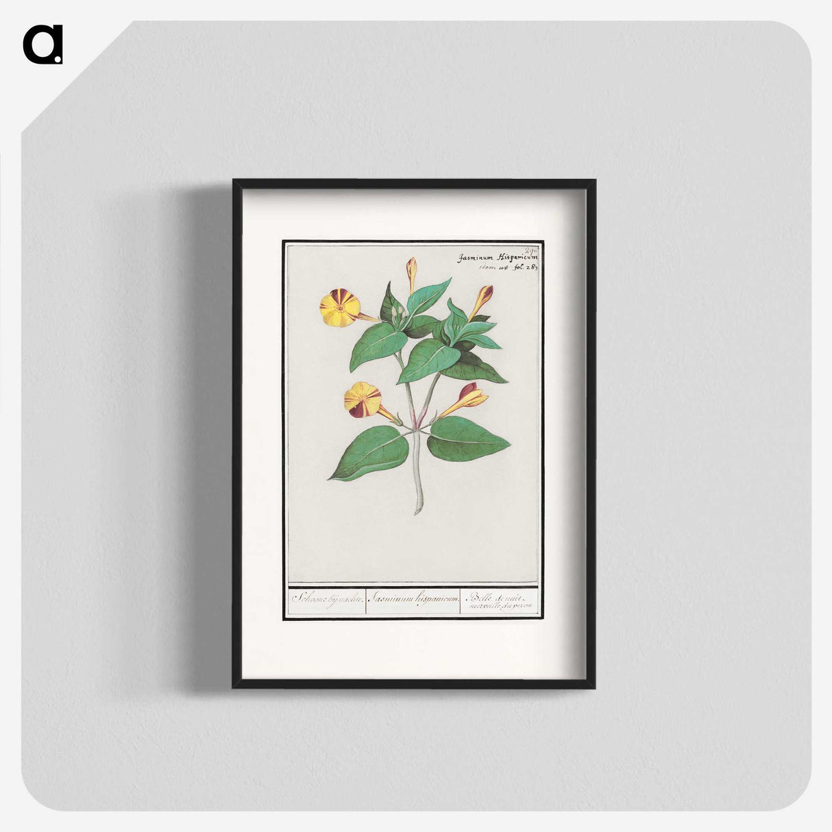 2-71_Anselmus-Boetius-de-Boodt_blk
