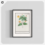 2-71_Anselmus-Boetius-de-Boodt_blk