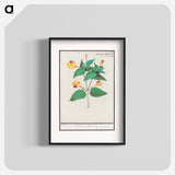 Mirabilis jalapa - アンセルムス ボエティウス デ ブート Poster.