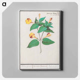 Mirabilis jalapa - アンセルムス ボエティウス デ ブート Canvas.