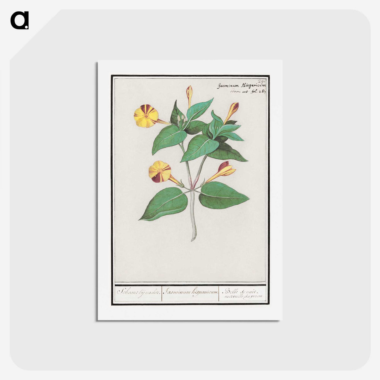 2-71_Anselmus-Boetius-de-Boodt_hagaki