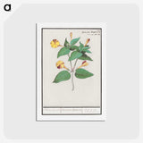 2-71_Anselmus-Boetius-de-Boodt_hagaki
