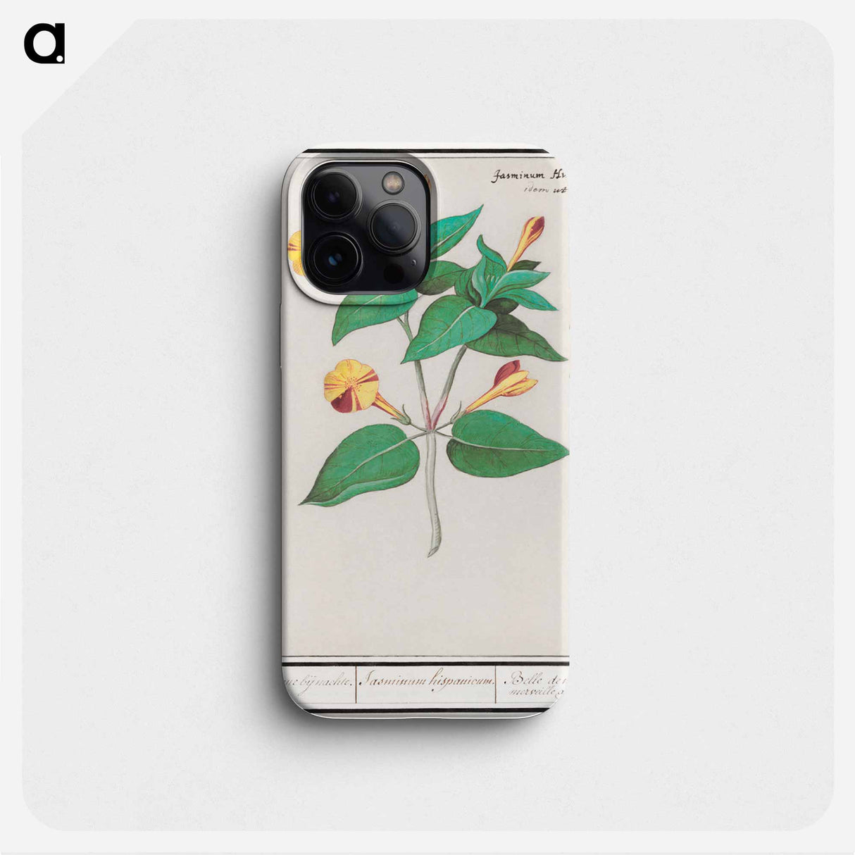 Mirabilis jalapa - アンセルムス ボエティウス デ ブート Phone Case.