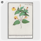 2-71_Anselmus-Boetius-de-Boodt_picture-crop