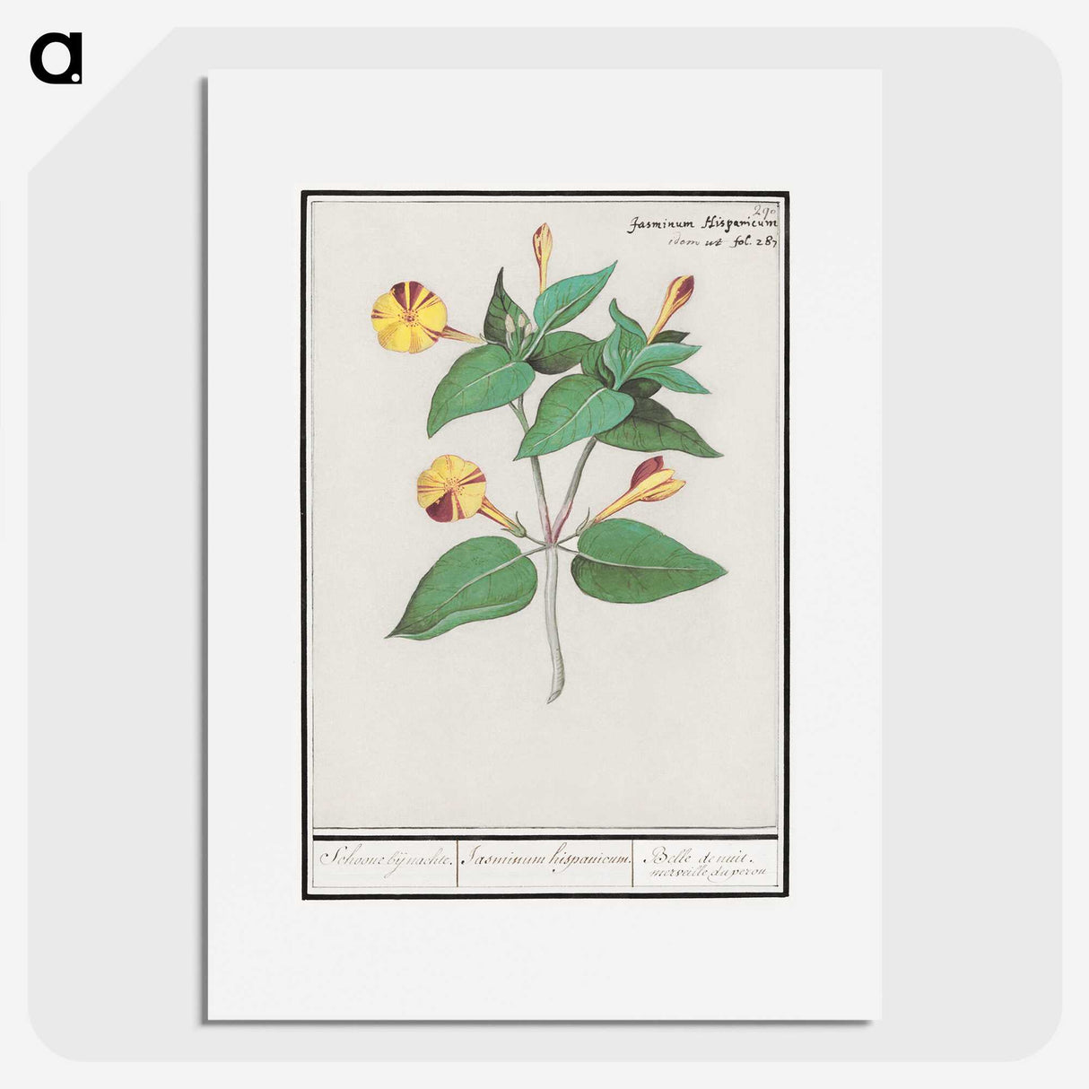 2-71_Anselmus-Boetius-de-Boodt_picture