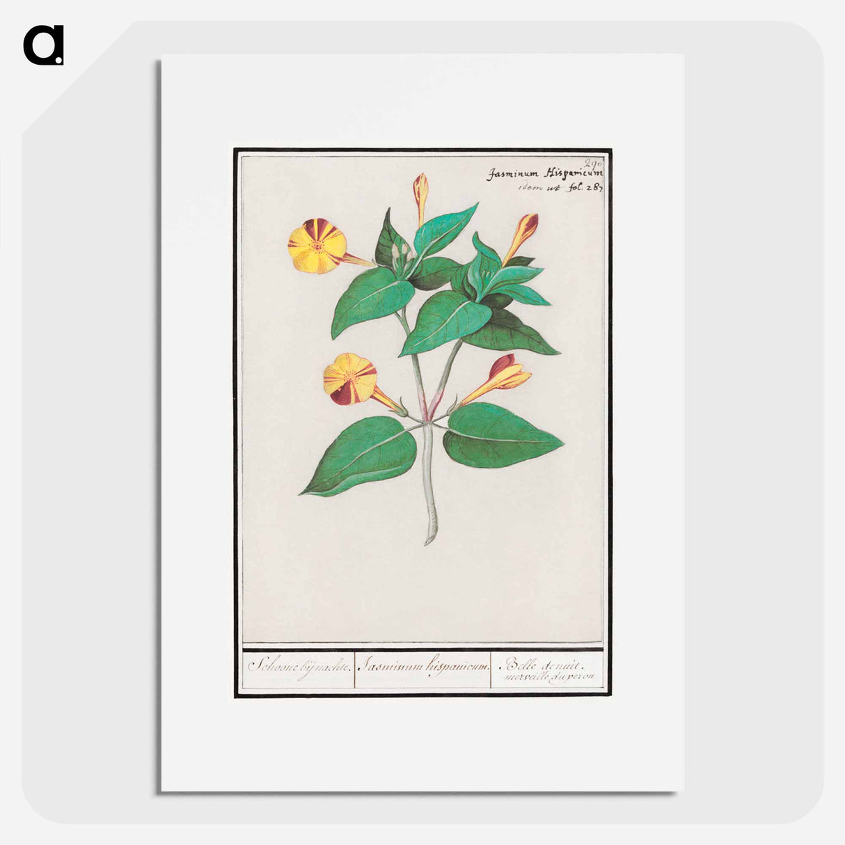 Mirabilis jalapa - アンセルムス ボエティウス デ ブート Poster.