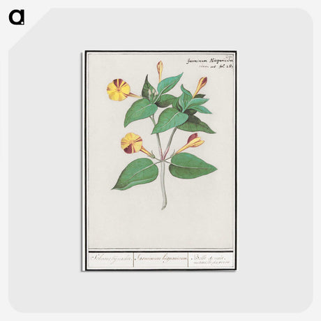 2-71_Anselmus-Boetius-de-Boodt_postcard
