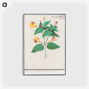 アートポストカード-Mirabilis jalapa - アンセルムス ボエティウス デ ブート Postcard.