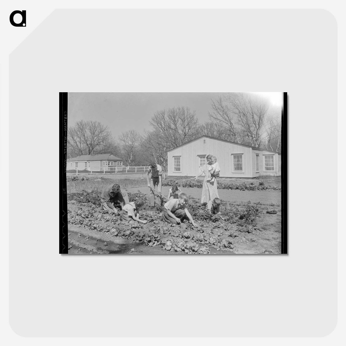 2-71_Dorothea-Lange_postcard