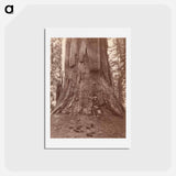 アートポストカード-Eadweard Muybridge
 - エドワード マイブリッジ Postcard.