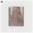 2-71_Eadweard-Muybridge_memo