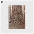 2-71_Eadweard-Muybridge_postcard