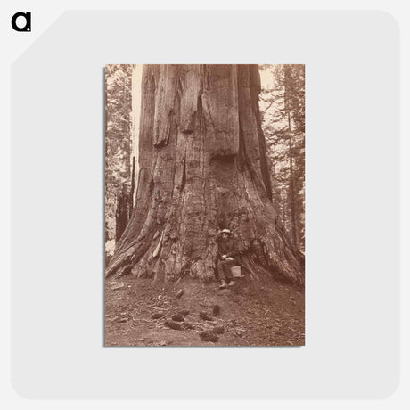 アートポストカード-Eadweard Muybridge
 - エドワード マイブリッジ Postcard.