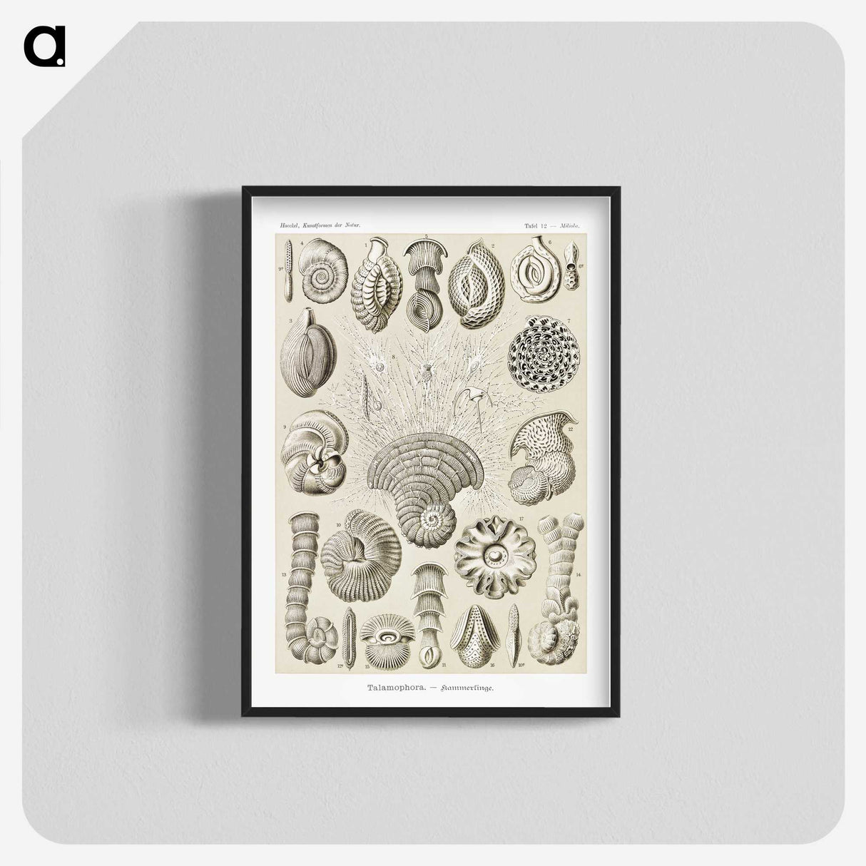 2-71_Ernst-Haeckel_blk-crop