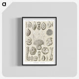 2-71_Ernst-Haeckel_blk-crop