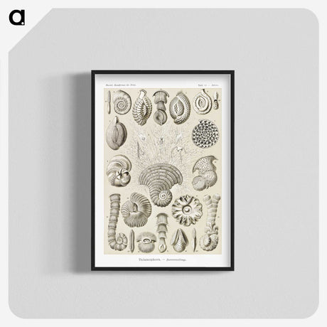 2-71_Ernst-Haeckel_blk-crop