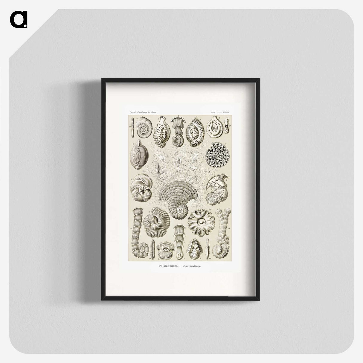 2-71_Ernst-Haeckel_blk