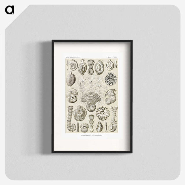 2-71_Ernst-Haeckel_blk