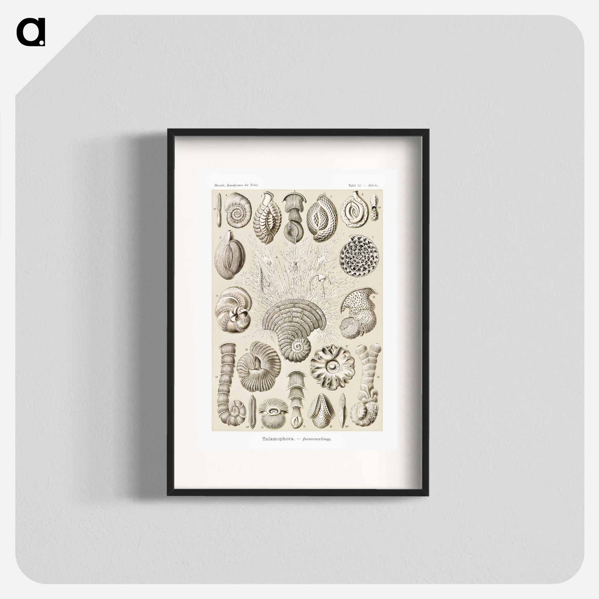 Talamophora–Kammerlinge from Kunstformen der Natur - エルンスト ヘッケル Poster.