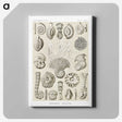 2-71_Ernst-Haeckel_canvas