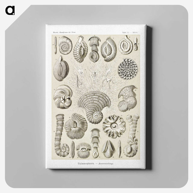 2-71_Ernst-Haeckel_canvas
