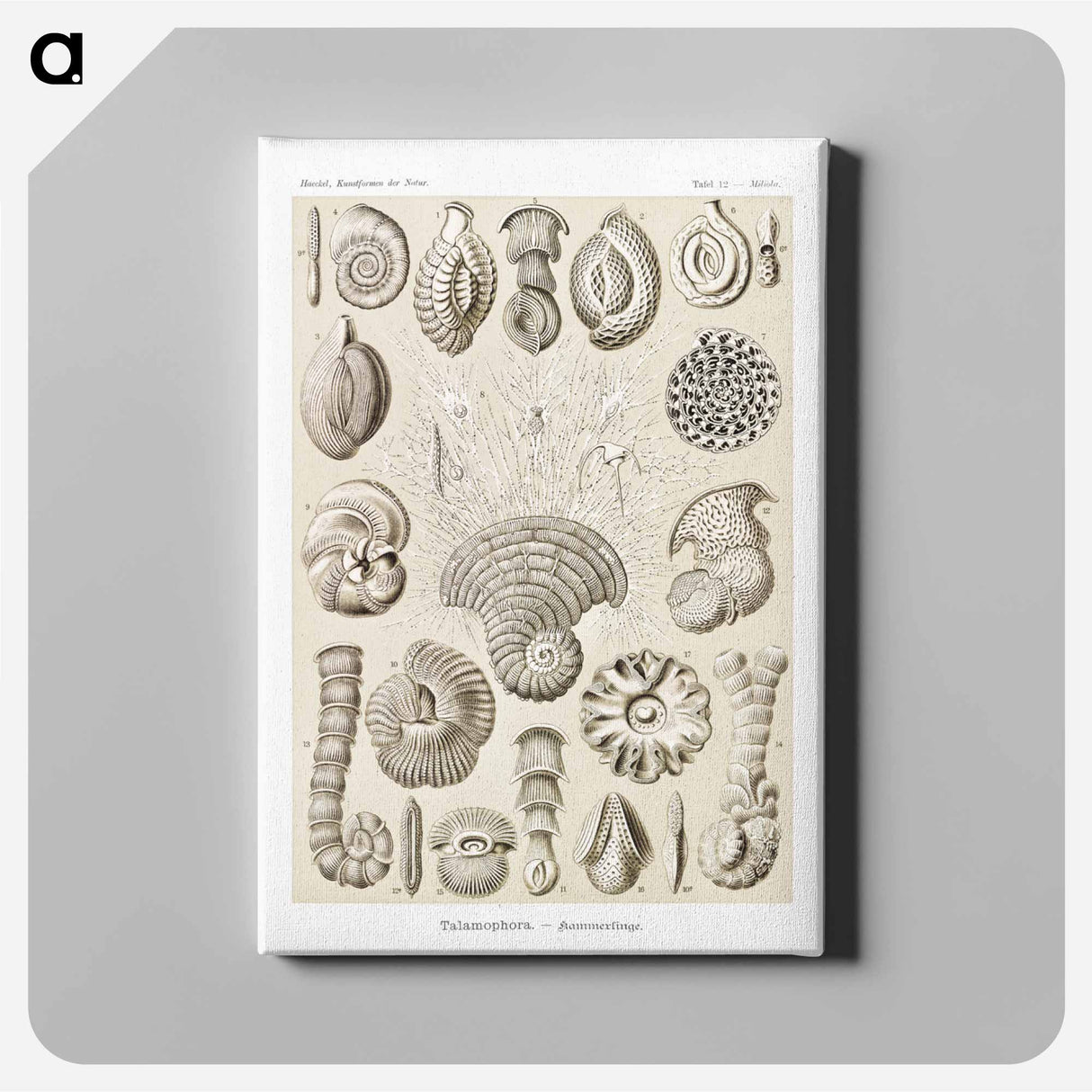 Talamophora–Kammerlinge from Kunstformen der Natur - エルンスト ヘッケル Canvas.