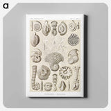 Talamophora–Kammerlinge from Kunstformen der Natur - エルンスト ヘッケル Canvas.