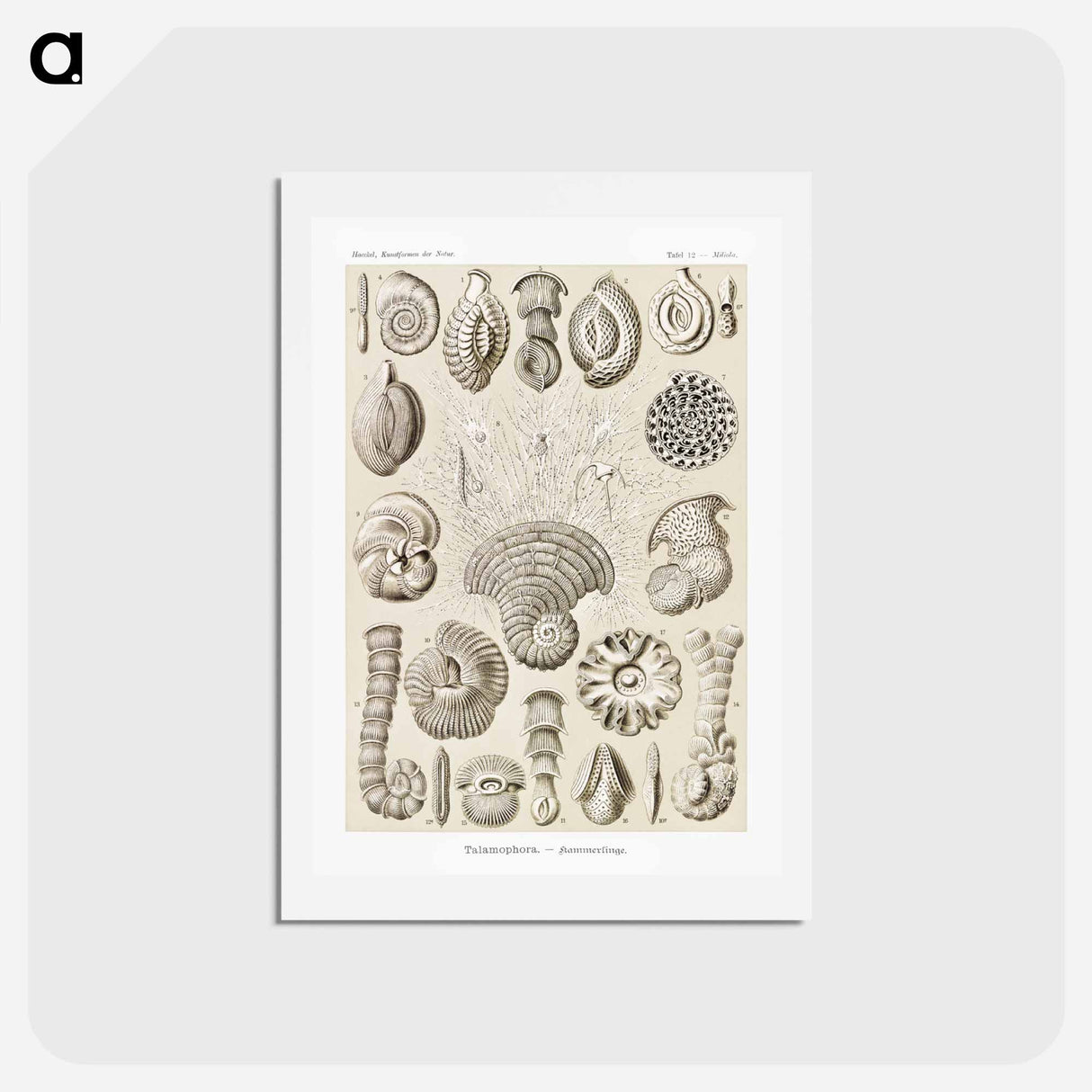 アートポストカード-Talamophora–Kammerlinge from Kunstformen der Natur - エルンスト ヘッケル Postcard.