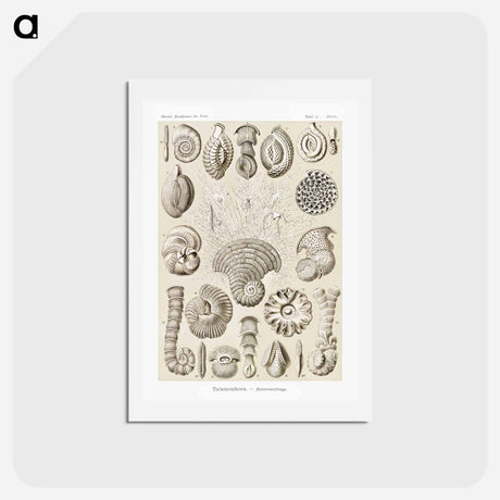 アートポストカード-Talamophora–Kammerlinge from Kunstformen der Natur - エルンスト ヘッケル Postcard.