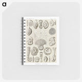 2-71_Ernst-Haeckel_memo