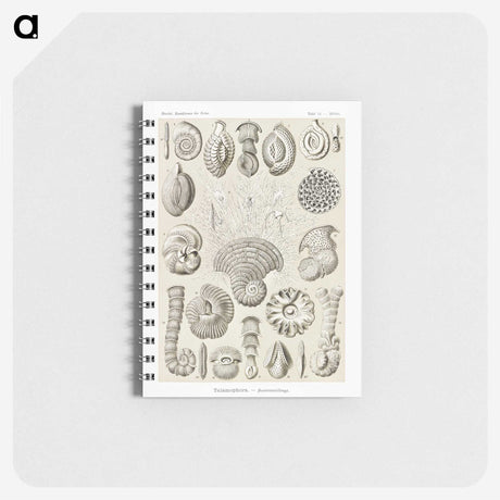 2-71_Ernst-Haeckel_memo