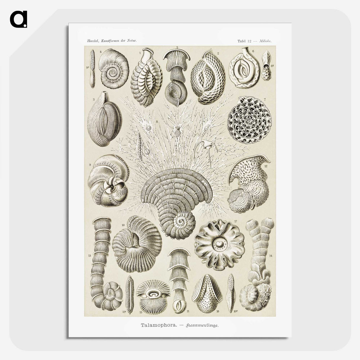 2-71_Ernst-Haeckel_picture-crop
