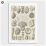 2-71_Ernst-Haeckel_picture-crop