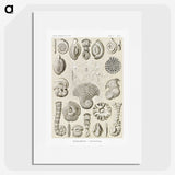 2-71_Ernst-Haeckel_picture
