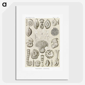 2-71_Ernst-Haeckel_picture