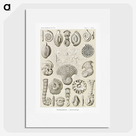 2-71_Ernst-Haeckel_picture