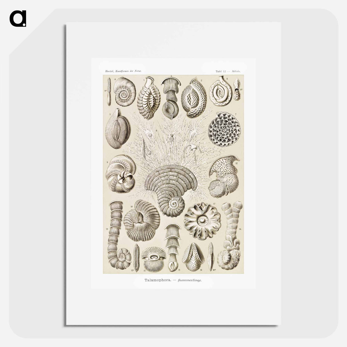 Talamophora–Kammerlinge from Kunstformen der Natur - エルンスト ヘッケル Poster.