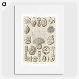 Talamophora–Kammerlinge from Kunstformen der Natur - エルンスト ヘッケル Poster.
