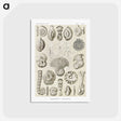 2-71_Ernst-Haeckel_postcard