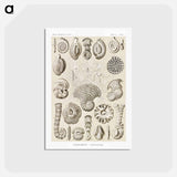 アートポストカード-Talamophora–Kammerlinge from Kunstformen der Natur - エルンスト ヘッケル Postcard.