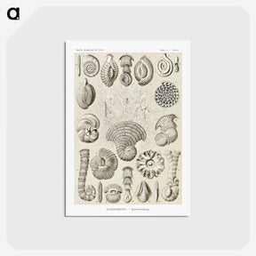 2-71_Ernst-Haeckel_postcard